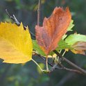Sorbus latifolia